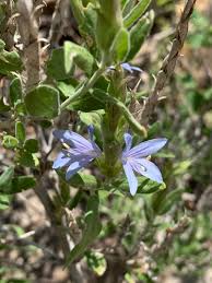 Image result for Megalochlamys