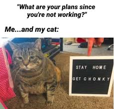 17 Funny Cat Memes About Being Quarantined Funnyfoto In 2020 Funny Cat Memes Animal Jokes Cat Memes