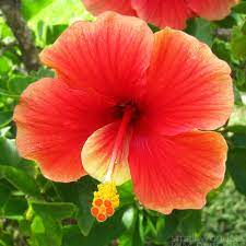 Pin On Nature In Red