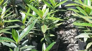 Image result for Coptosperma