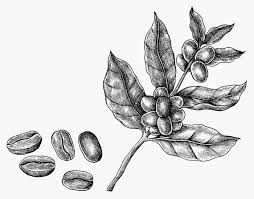 Hand Drawn Fresh Coffee Beans Transparent Png Free Image By Rawpixel Com Fresh Coffee Beans Coffee Beans Fresh Coffee