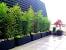 Apartment Patio Privacy Plants