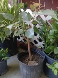 Image result for Ficus religiosa