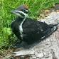 Meet a Pileated Woodpecker at The Bird House! event image