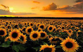 See more ideas about sunflower, sunflower wallpaper, sunflower pictures. Sunflowers At Sunset Wallpapers Wallpaper Cave
