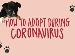 The pandemic has brought a decline in so many important parts of life: Should I Adopt A Dog Tips For Adopting During The Coronavirus Pandemic Life Kit Npr