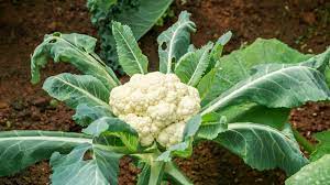 Temperature fluctuations and other stressors can cause growing cauliflower heads to become discolored, disjointed, and unappetizing. Cauliflower Planting Tips Best Time To Plant Cauliflower