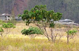 Image result for Macaranga mellifera