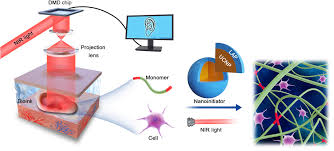 This section includes recent gcse exam past papers for many gcse subjects. Noninvasive In Vivo 3d Bioprinting Science Advances