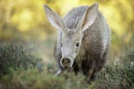 Talk About Distinctive The Aardvark Might Just Be The Most Unusual Looking Animal In The Bush But Its Looks Aren T The Only Mammals African Animals Wildlife