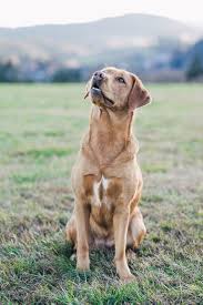 The history of his development as the world's favourite gundog is a fascinating story. Shooting Mila Hundefotografie Labrador Haustierfotografie