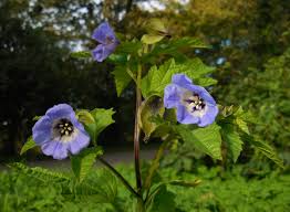 Image result for Nicandra