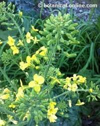 In order to get seeds from a cabbage plant, you must let the cabbage flower and then allow the flowers to stay on the plant and get fertilized and then the seed pods will develop. Cabbage Cultivation Botanical Online