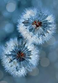 C88d8daf712a3ee2514fd5b496541393 Jpg 564 805 Nature Photography Flowers Dandelion