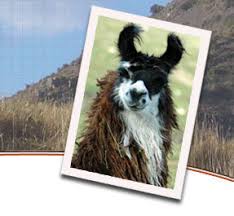 ILR International Lama Registry