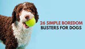 When a dog starts to enter old age they go through a series of physiological changes, becoming slower and less active as a what if your dog doesn't have the same vitality as before? 26 Quick Simple Ways To Relieve Dog Boredom Puppy Leaks