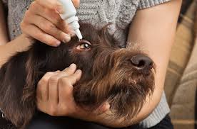 Nous serions heureux de vous conseiller sur naaprep serum physiologique 10 gratuit ! Nettoyer Les Yeux De Son Chat Ou Chien Cocooncenter