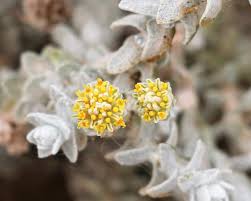 Image result for Cressa cretica