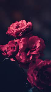 Hd wallpaper iphone wallpaper cute wallpaper cool wallpaper find your perfect wallpaper and download the image or photo for free. 1080x1920 Beautiful Red Roses Phone Wallpaper Lockscreen Beautiful Wallpaper For Phone 1080x1920 Wallpaper Teahub Io