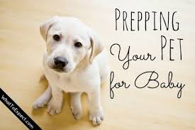 Preparing Your Pet For Baby Best Wood Flooring Types Of Wood Flooring Wood Flooring Options