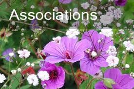 Image result for Vernonia centaureoides