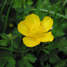 Image result for Ranunculus acris