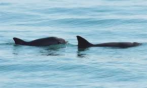 Check spelling or type a new query. Unesco Declares Vaquita Marina Habitat World Heritage In Danger