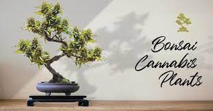 And hit the little bell icon so you are notified when i upload new videos! Thinking Outside The Pot Bonsai Cannabis Plants Paradise Seeds