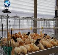Cage pour Poulets de Chair Poulaillers en Bois Grand Modèle en Vente