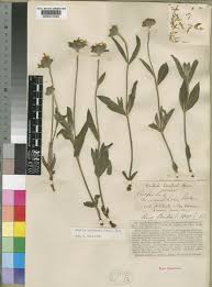 Image result for Aspilia natalensis