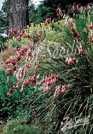 Image result for Dierama formosum