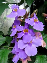 Image result for Strophanthus sarmentosus