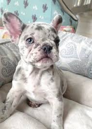 Find french bulldogs for sale in hickory, nc on oodle classifieds. Alahaji Santus Alahajisantus Profile Pinterest