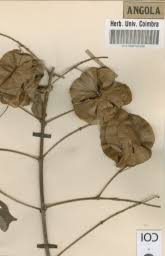 Image result for Triaspis macropteron