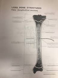 When a human finishes growing these parts fuse together. Solved Long Bone Structures Tibia Longitudinal Section Chegg Com