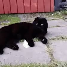 Animated Gif Cat Activated The Attack Mode Cats Cat Gif Funny Cat Videos