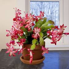 Pin On Logee S Flowering Plants