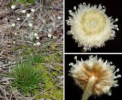 Image result for Syngonanthus