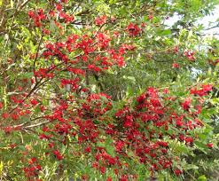 Image result for Ochna