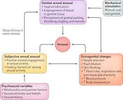 When the person you're seeing suddenly stops responding to any means of communication. Understanding Sexual Arousal And Subjective Genital Arousal Desynchrony In Women Nature Reviews Urology
