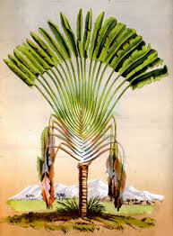 Image result for Strelitziaceae