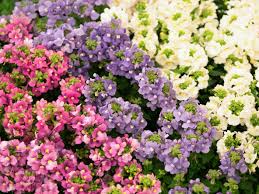 Image result for Nemesia