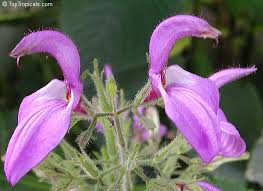 Image result for Brillantaisia pubescens