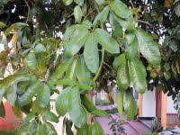 Image result for Astropanax abyssinicus