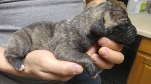 These great dane puppies located in colorado come from different cities, including, ordway, arriba. Litter Of 6 Great Dane Puppies For Sale In Colorado Springs Co Adn 51421 On Puppyfinder Com Gender Male Age Puppies For Sale Great Dane Puppy Dane Puppies