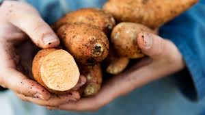 With winter, come sweet potatoes. Sweet Potatoes Vs Yams What S The Difference