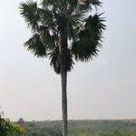 Image result for Borassus aethiopum