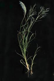 Image result for Stipagrostis uniplumis