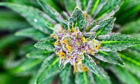 For this reason, you may find that the leaves yellow because they begin to wither until, in many cases, they die. Cannabis Flower Aka Marijuana Buds Bad Gramm3r