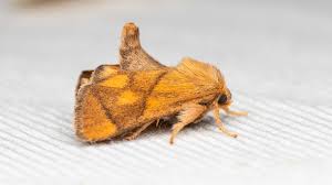 Image result for Apoda limacodes